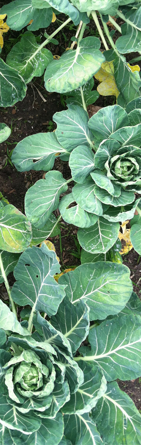 photograph of plants growing.